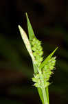 Eastern woodland sedge